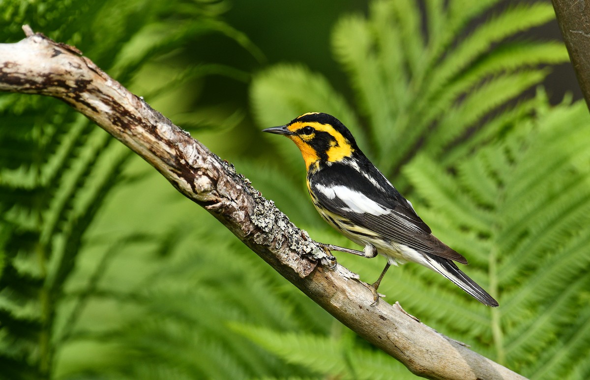 Blackburnian Warbler - ML637712043
