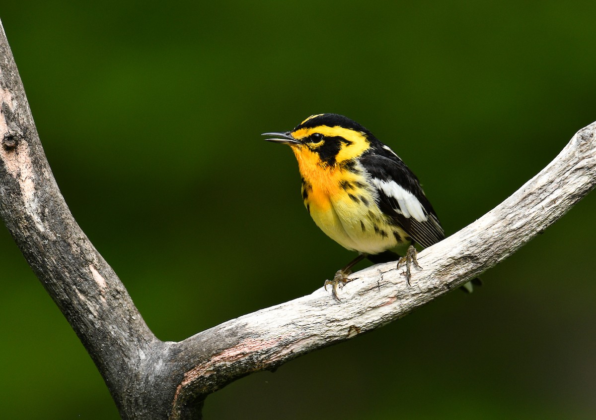 Blackburnian Warbler - ML637712044