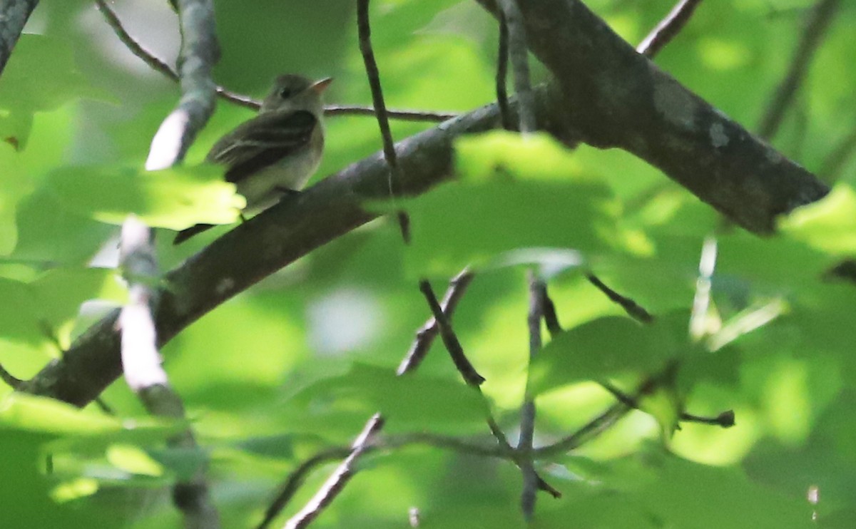 Acadian Flycatcher - ML637712052
