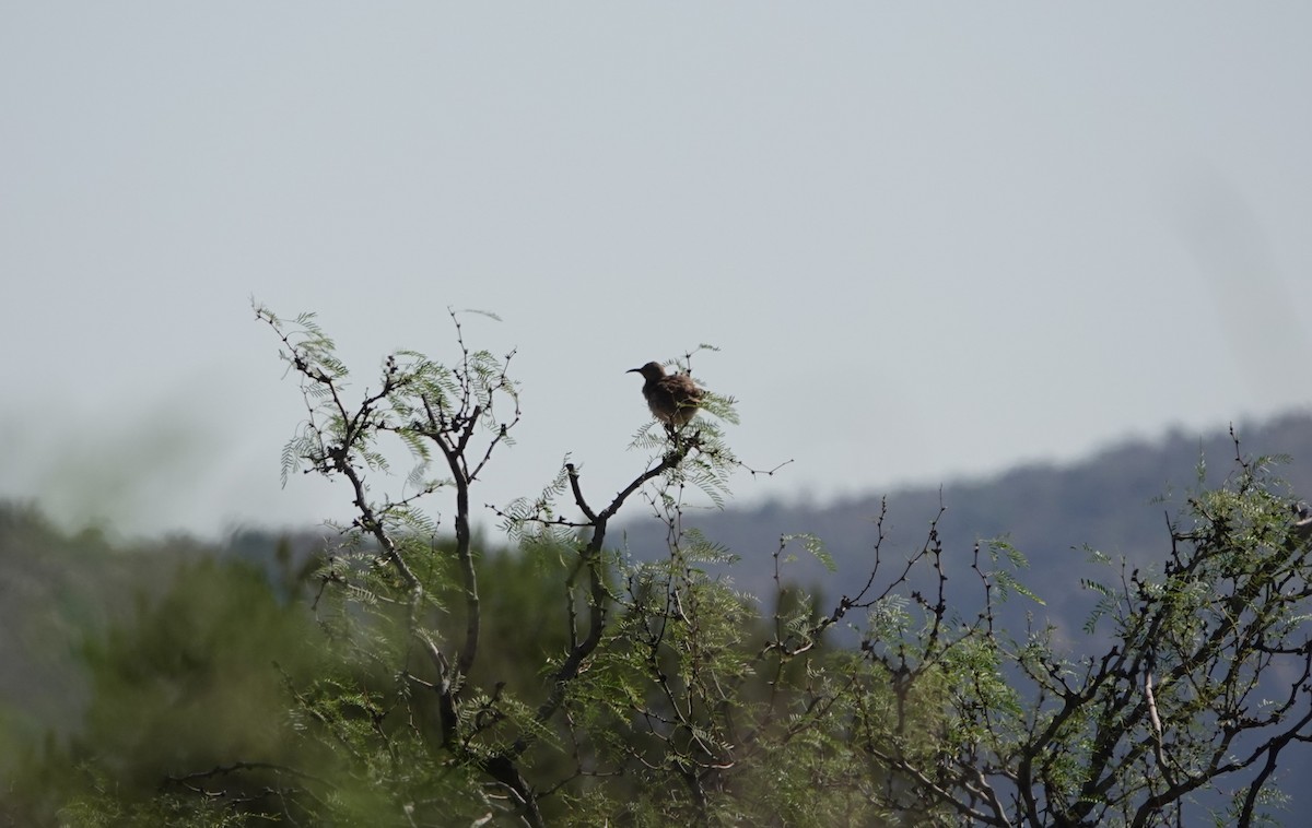 Curve-billed Thrasher - ML637712058
