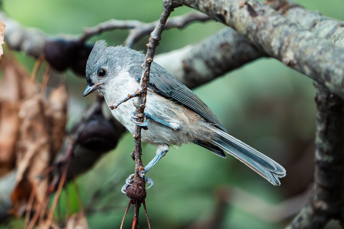 Tufted Titmouse - ML637712153