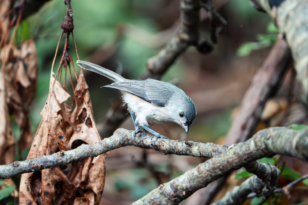 Tufted Titmouse - ML637712154