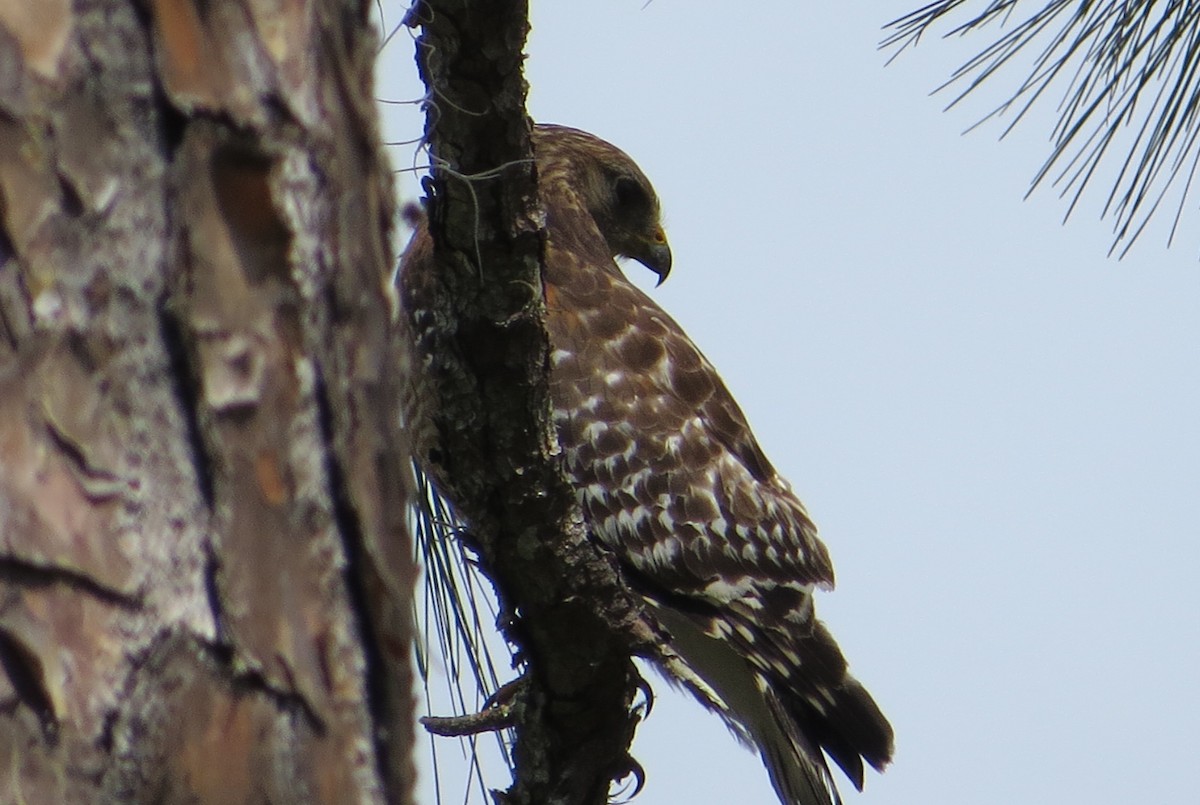 Red-shouldered Hawk - ML637712205