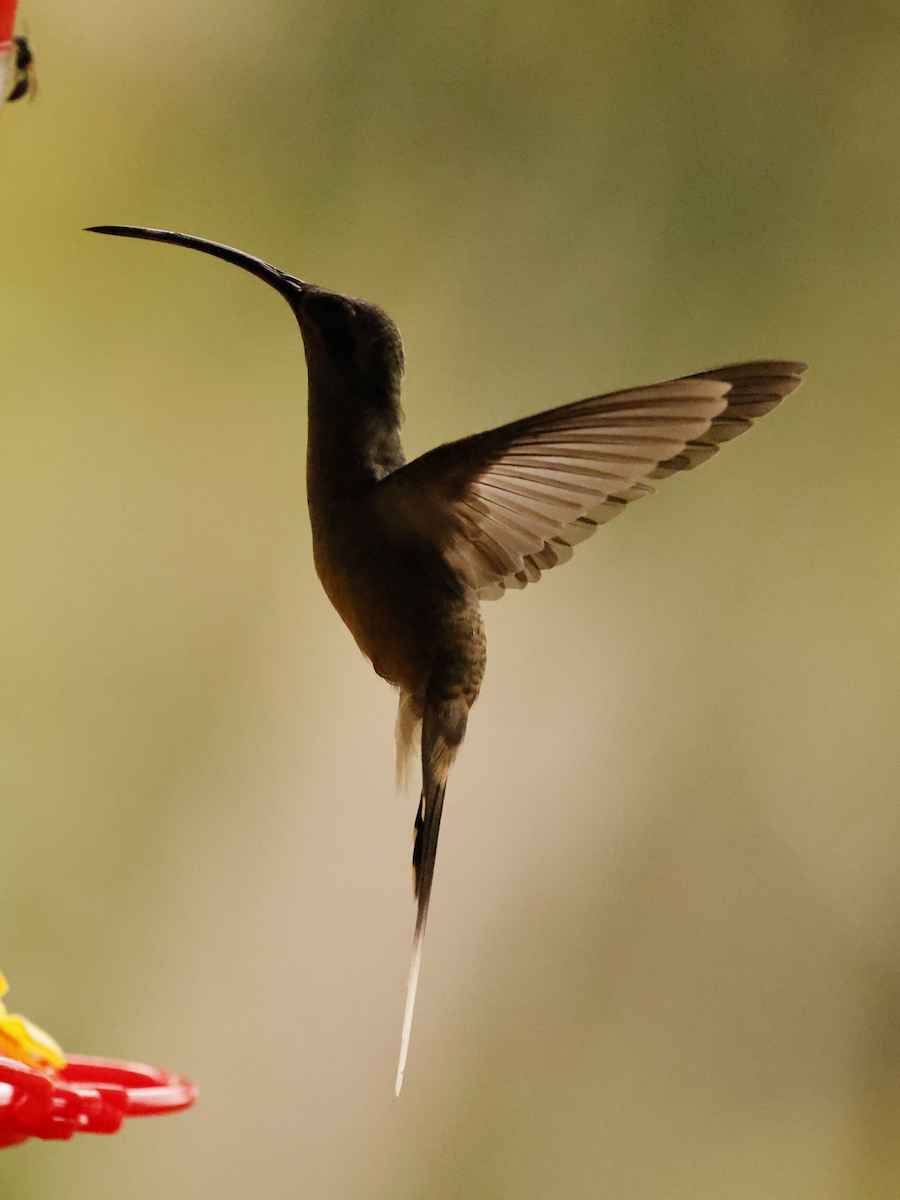 Great-billed Hermit (Amazonian) - ML637712220