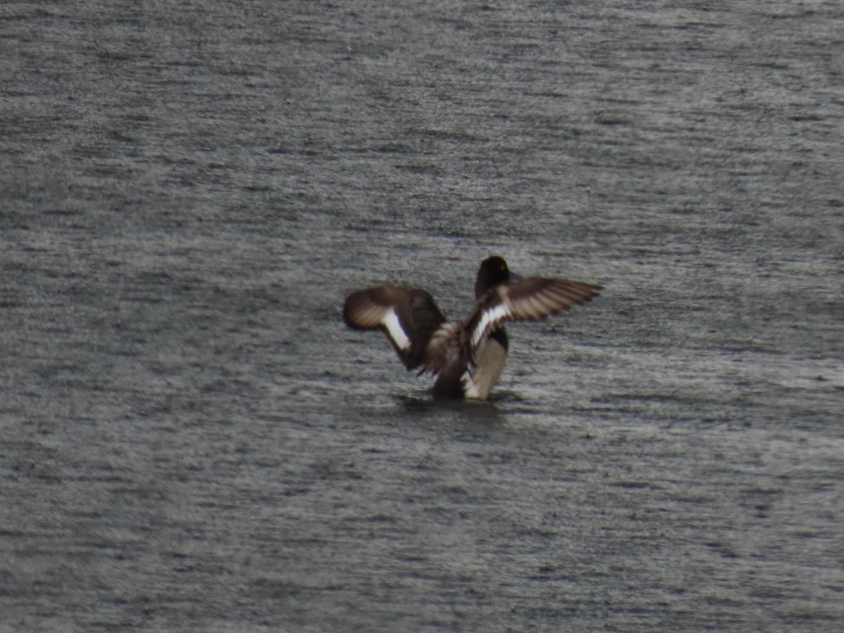 Lesser Scaup - ML637712251