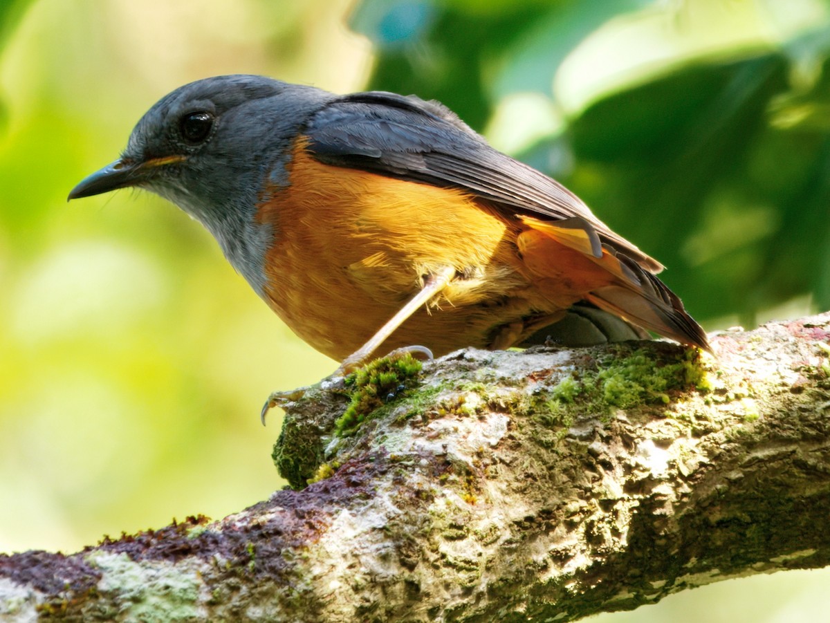 Forest Rock-Thrush (Forest) - ML637712272