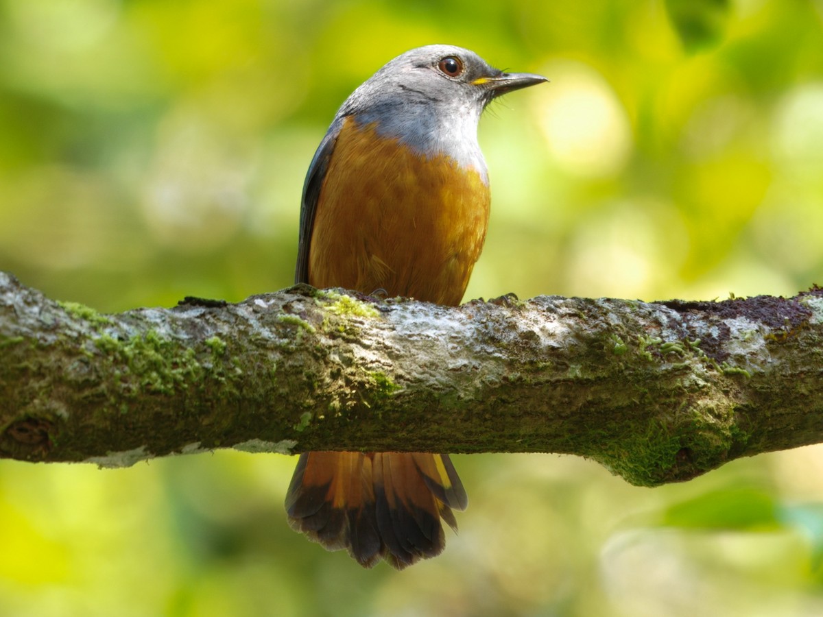 Forest Rock-Thrush (Forest) - ML637712273