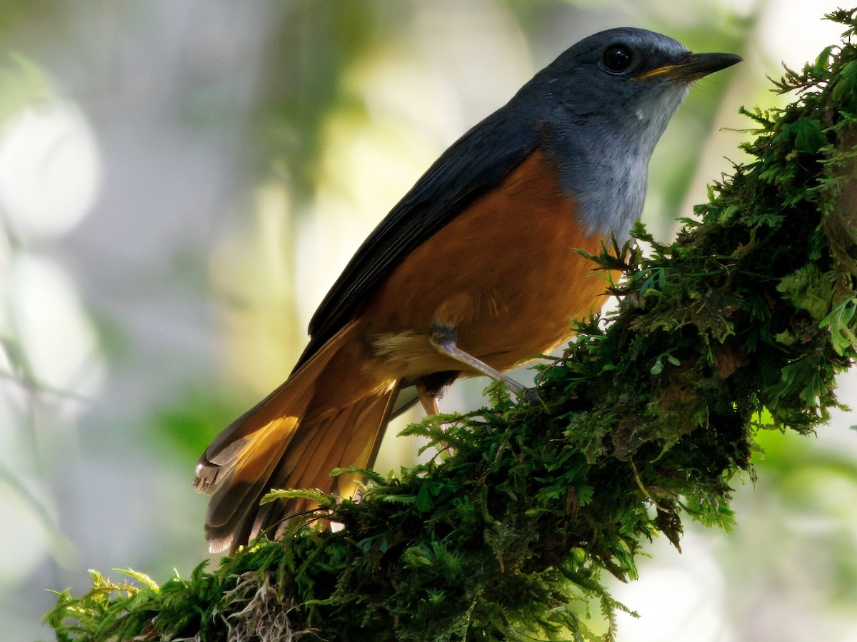 Forest Rock-Thrush (Forest) - ML637712274
