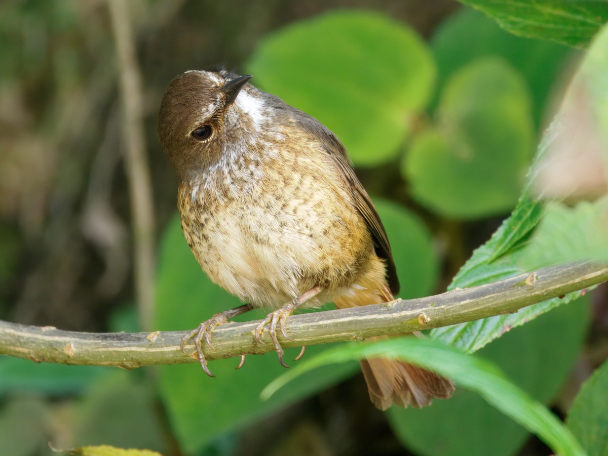 Forest Rock-Thrush (Forest) - ML637712275