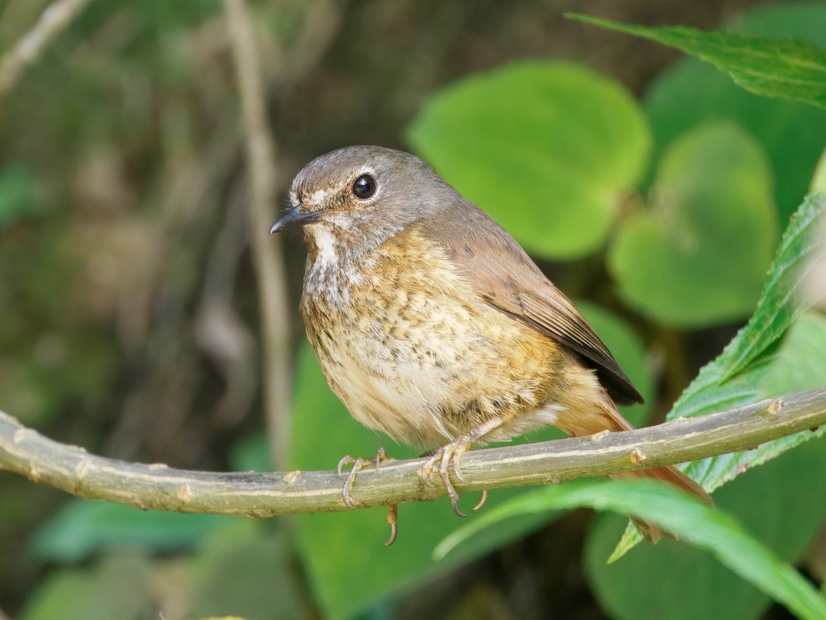 Forest Rock-Thrush (Forest) - ML637712276