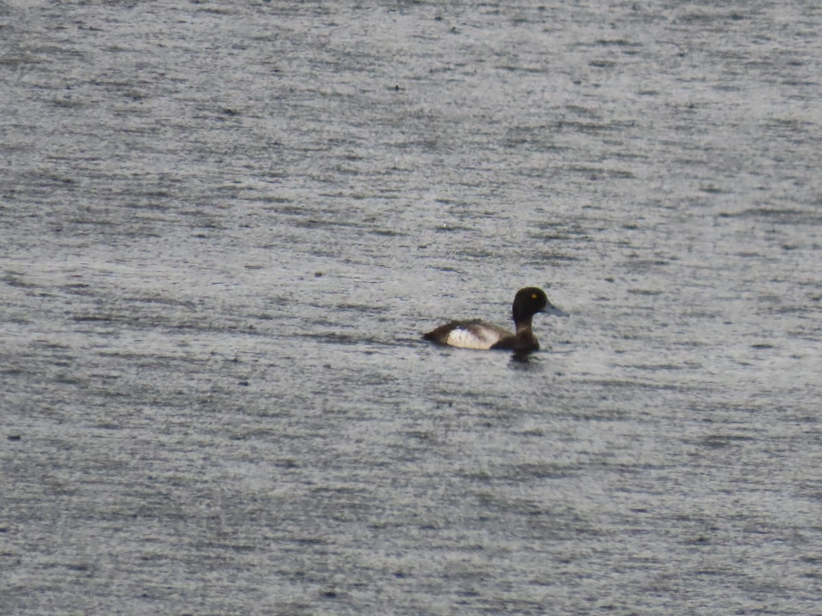 Lesser Scaup - ML637712281
