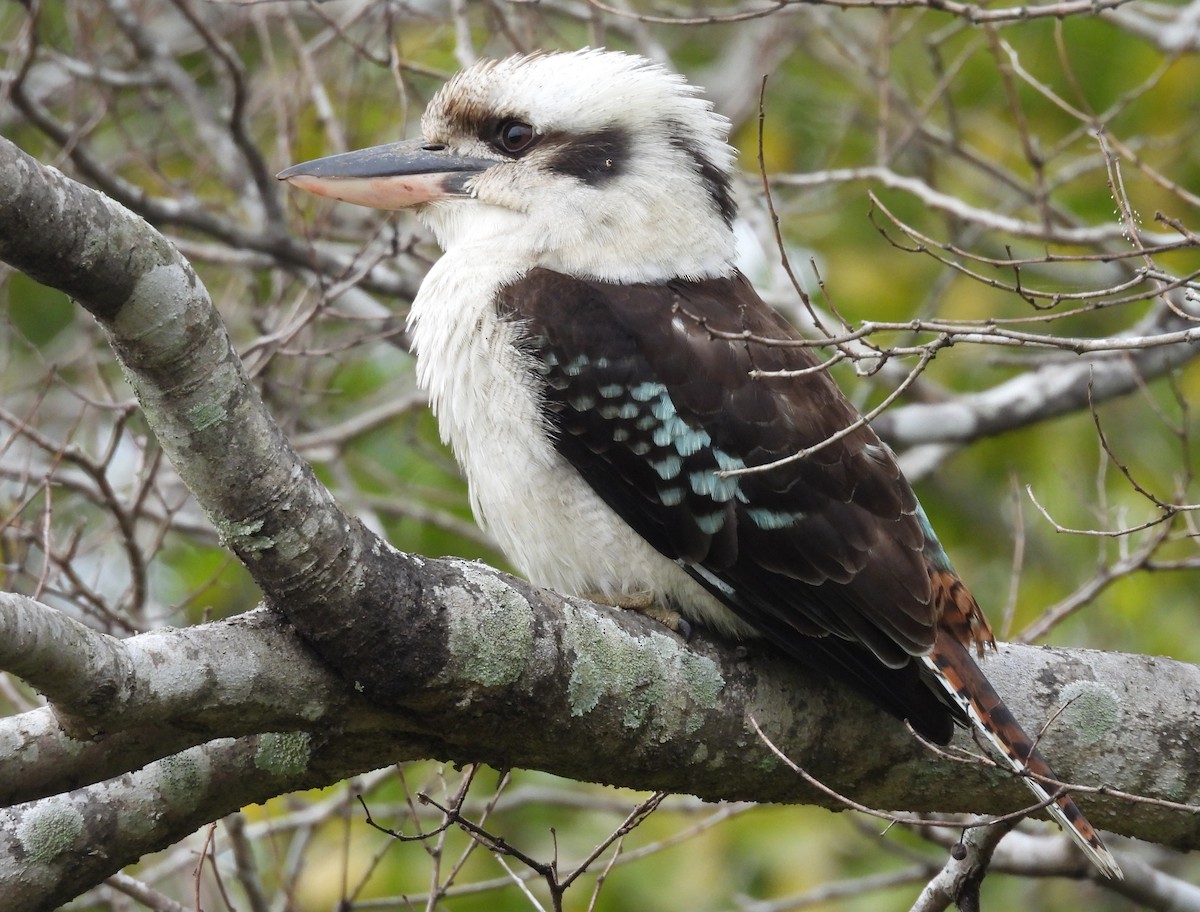 Laughing Kookaburra - ML637712307