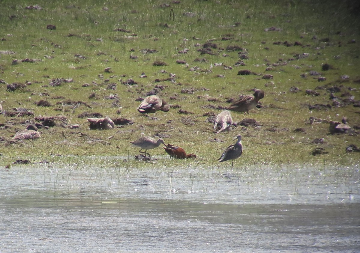 Willet - ML637712308