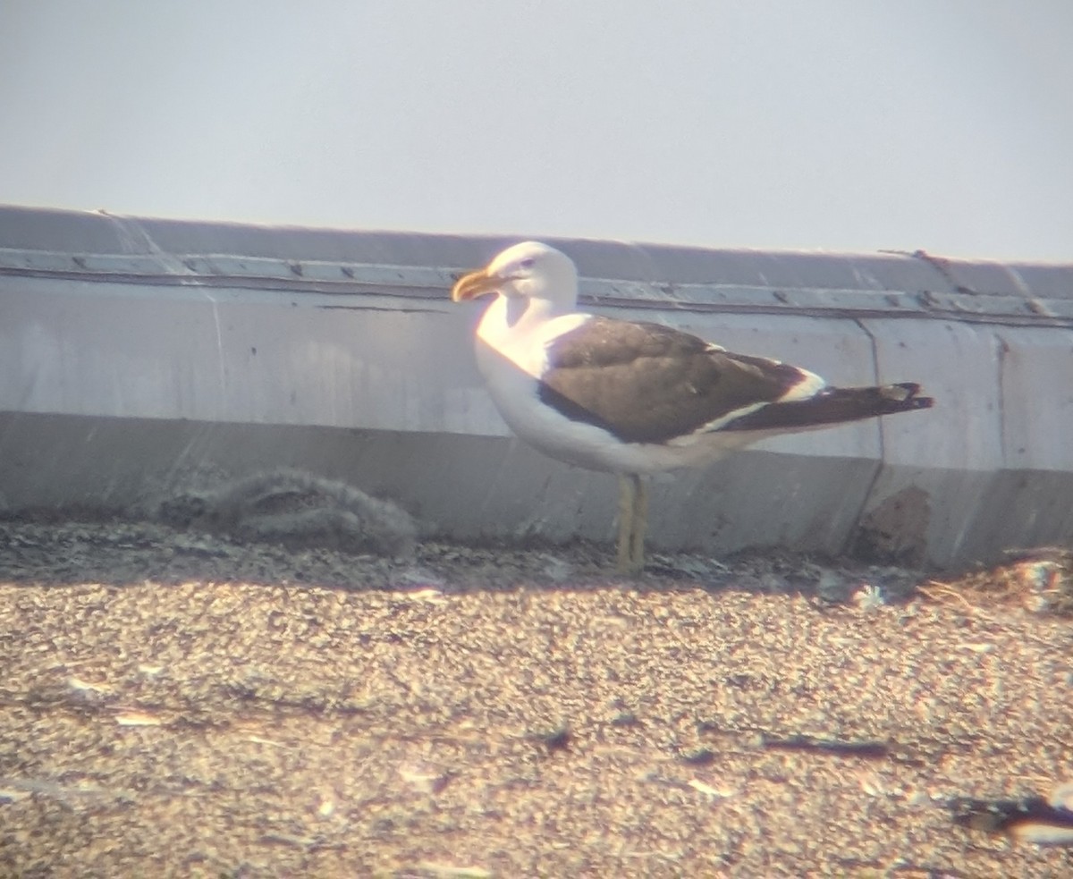 Kelp Gull - ML637712332