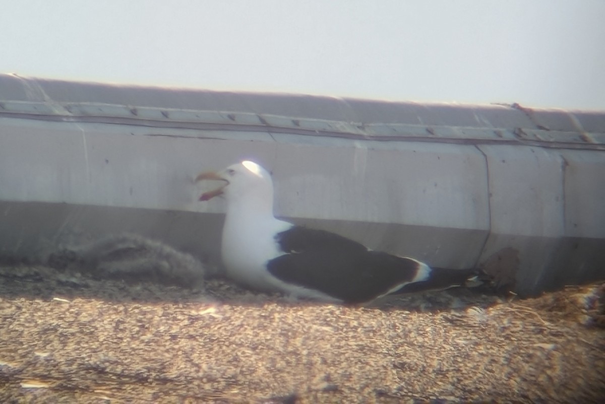 Kelp Gull - ML637712333