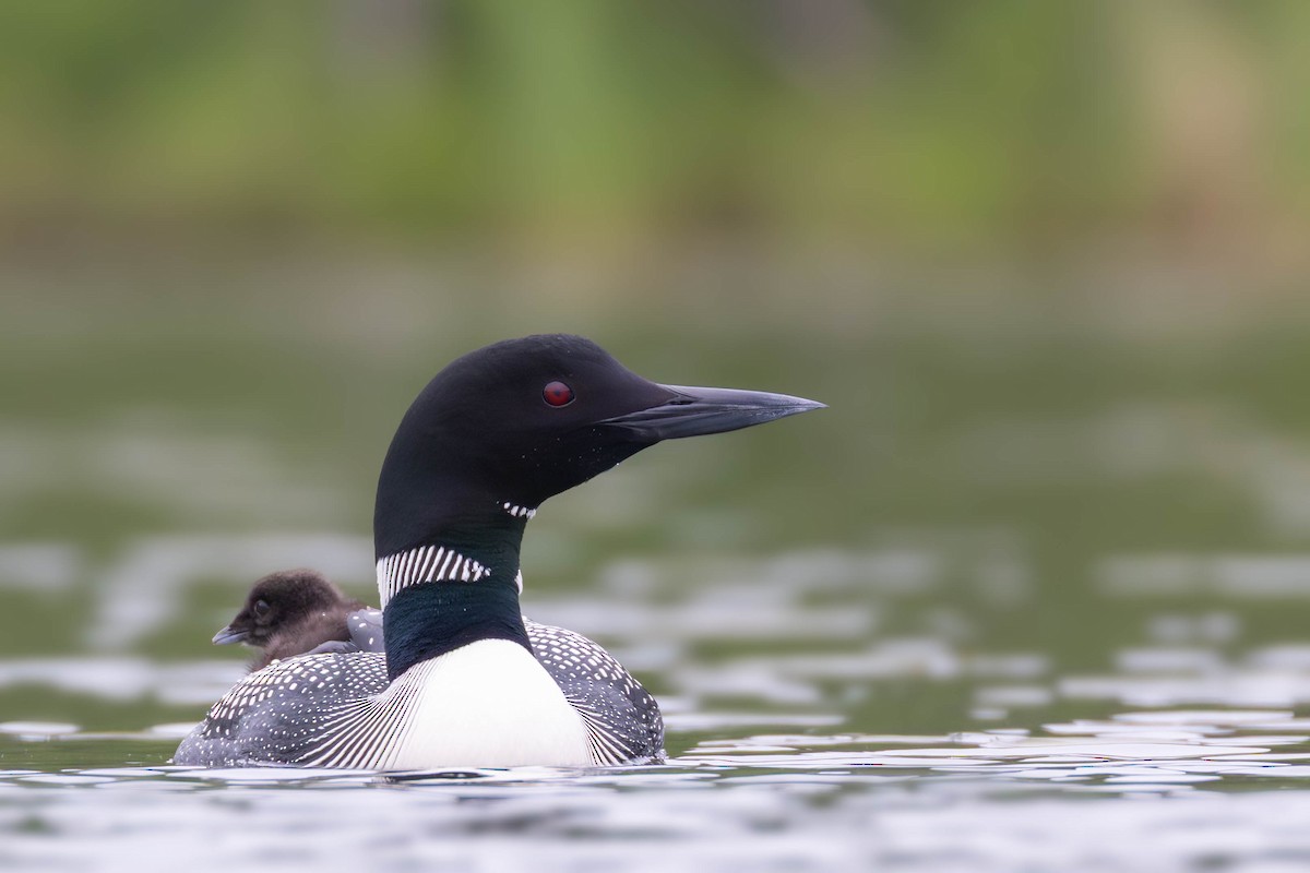 Common Loon - ML637712340