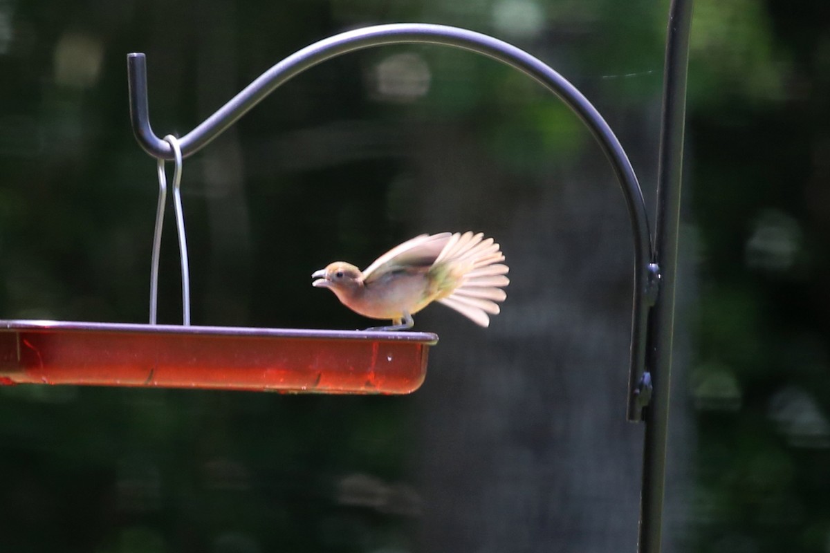 Painted Bunting - ML637712361