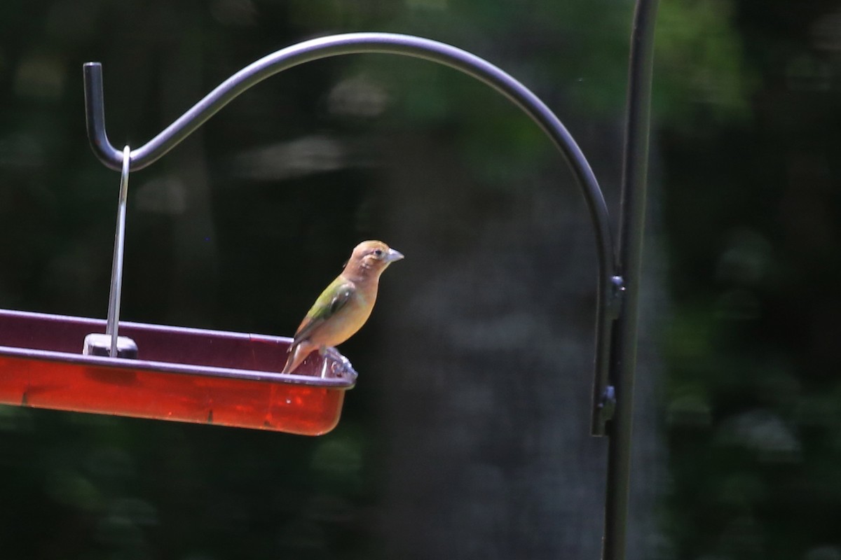 Painted Bunting - ML637712362
