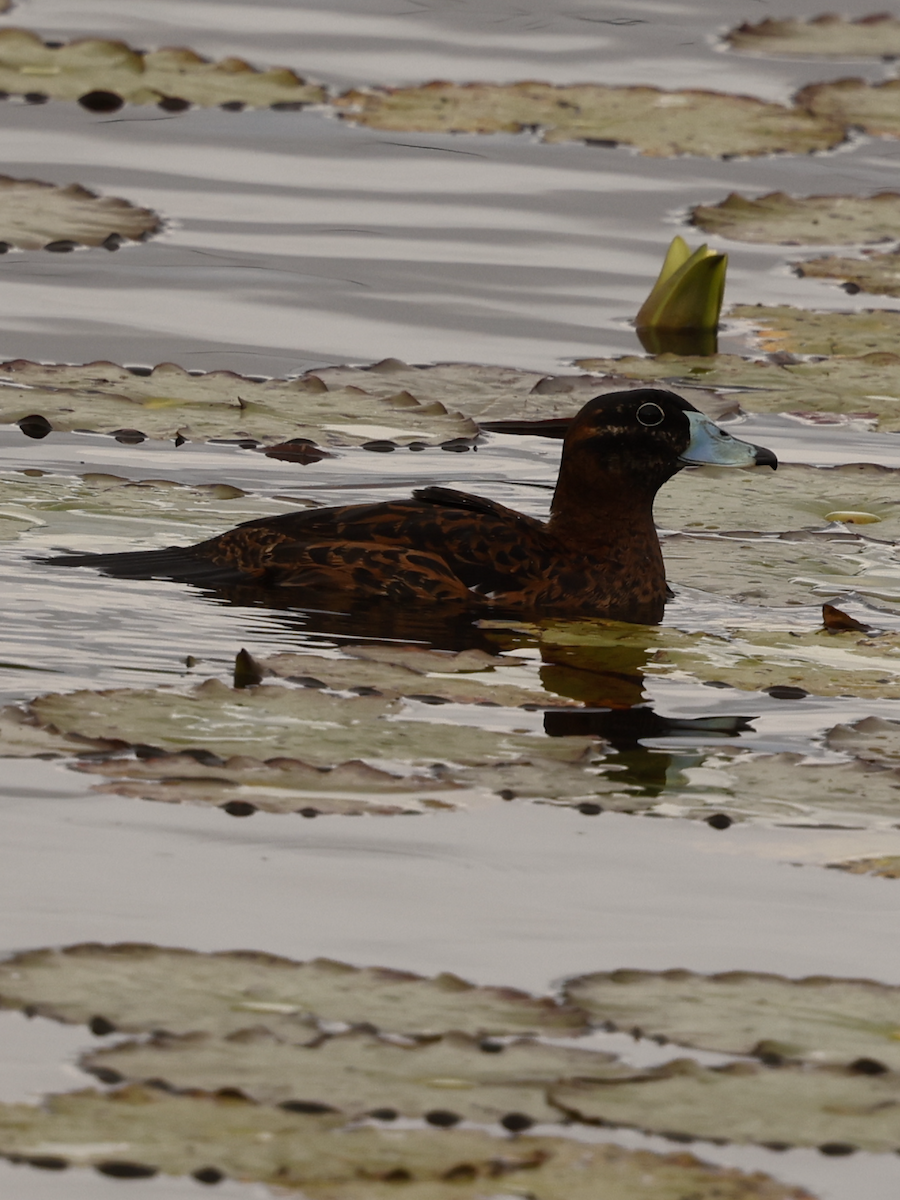 Masked Duck - ML637712397