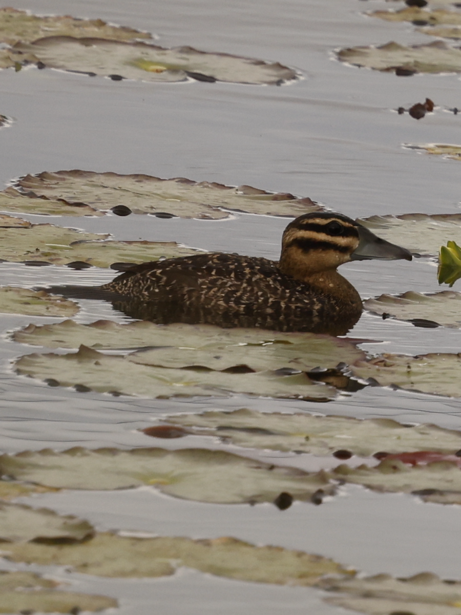 Masked Duck - ML637712398