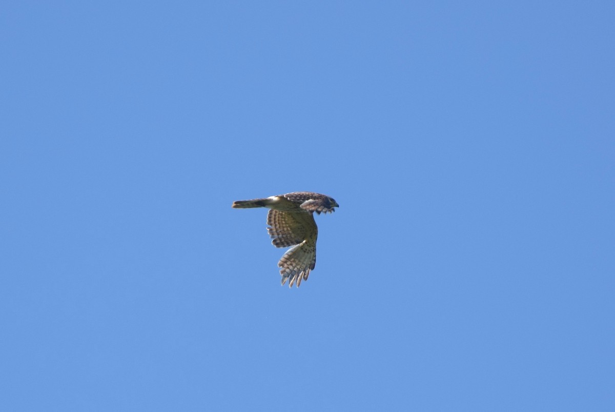 Red-shouldered Hawk - ML637712400