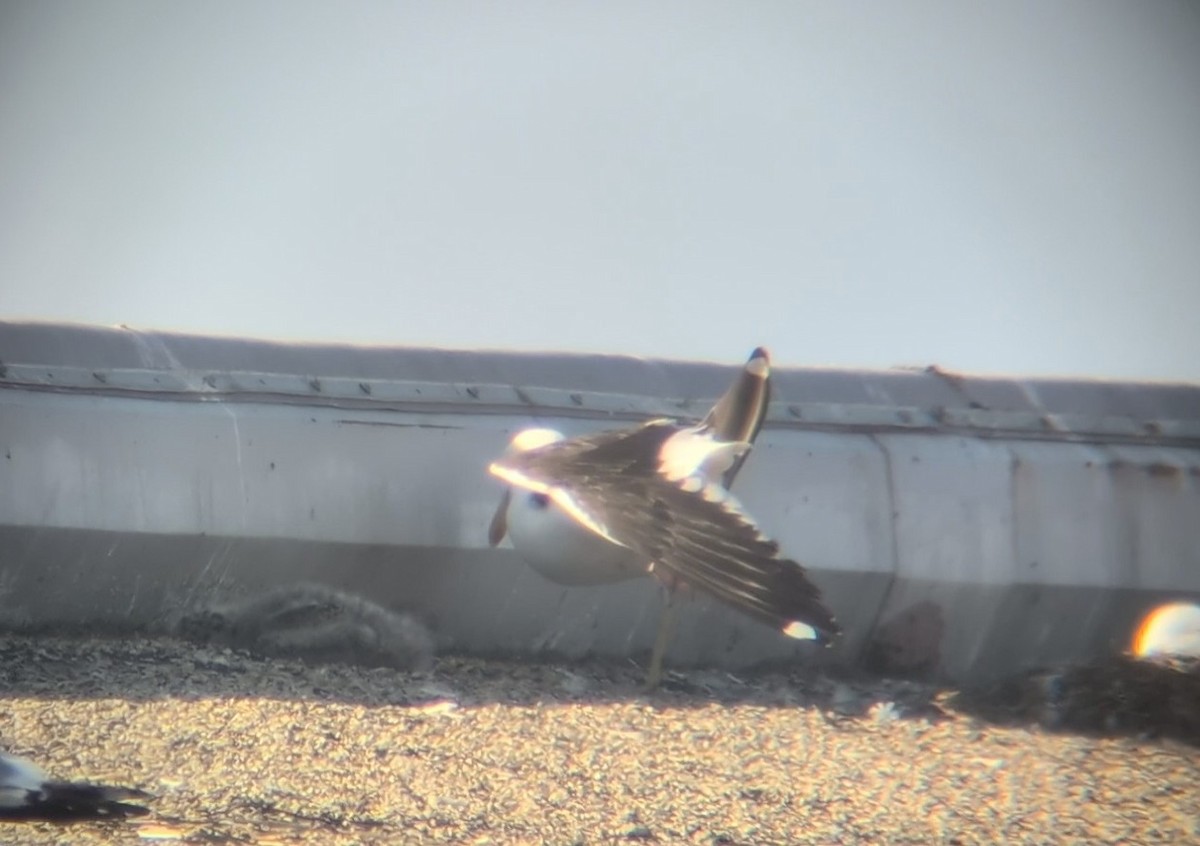 Kelp Gull - ML637712403