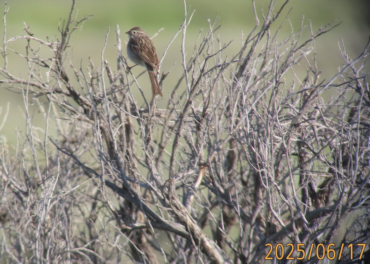 Brewer's Sparrow - ML637712461
