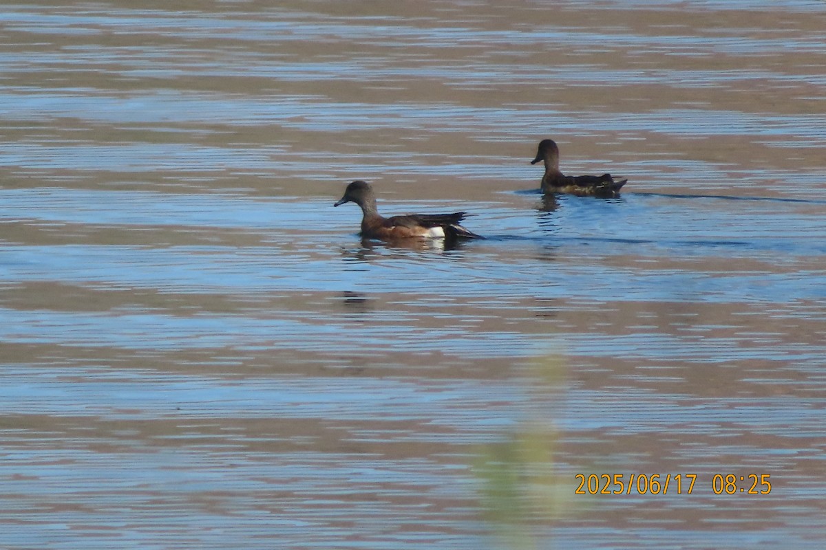 American Wigeon - ML637712488