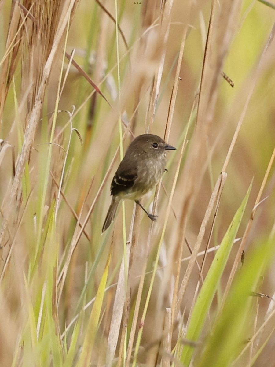 Olive-chested Flycatcher - ML637712493