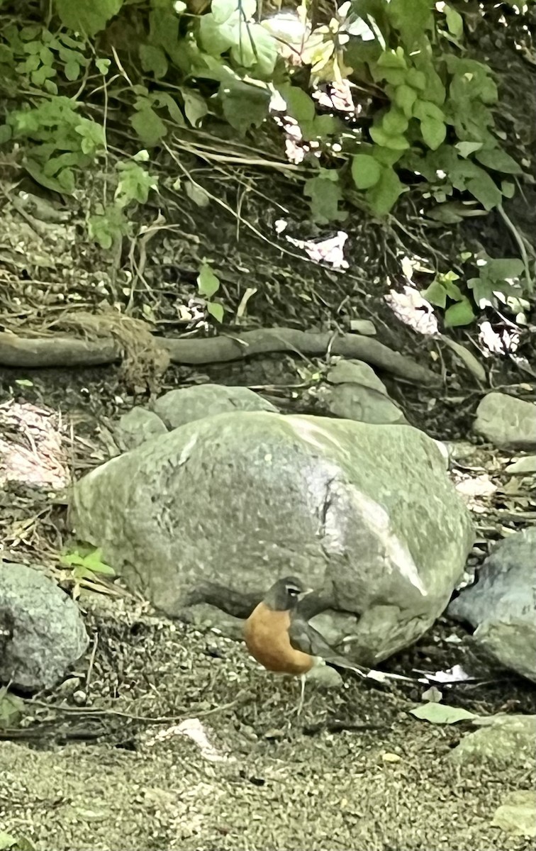 American Robin - ML637712497