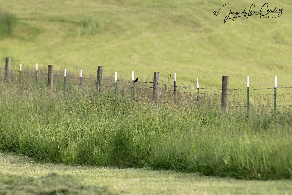 Bobolink - ML637712505