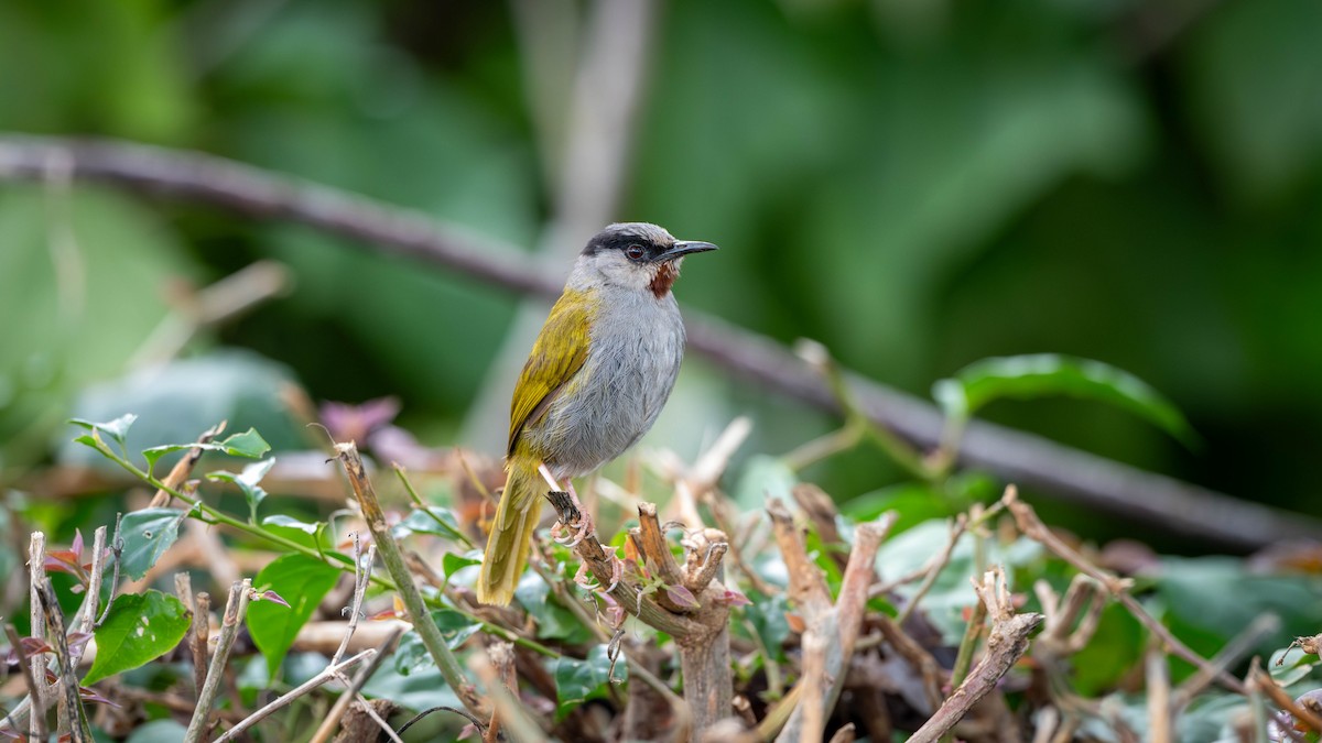 Gray-capped Warbler - ML637712510