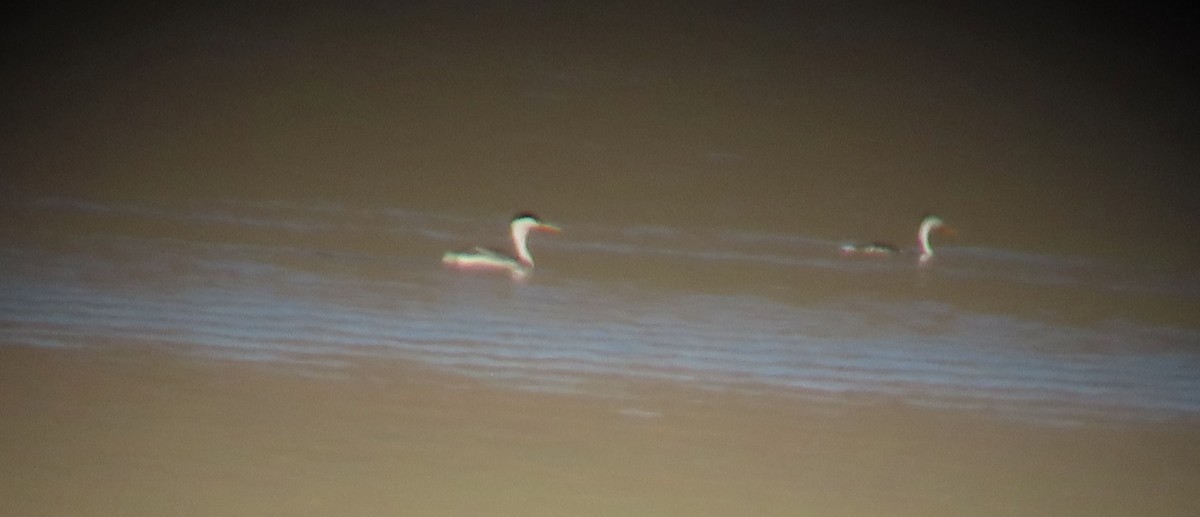 Clark's Grebe - ML637712534