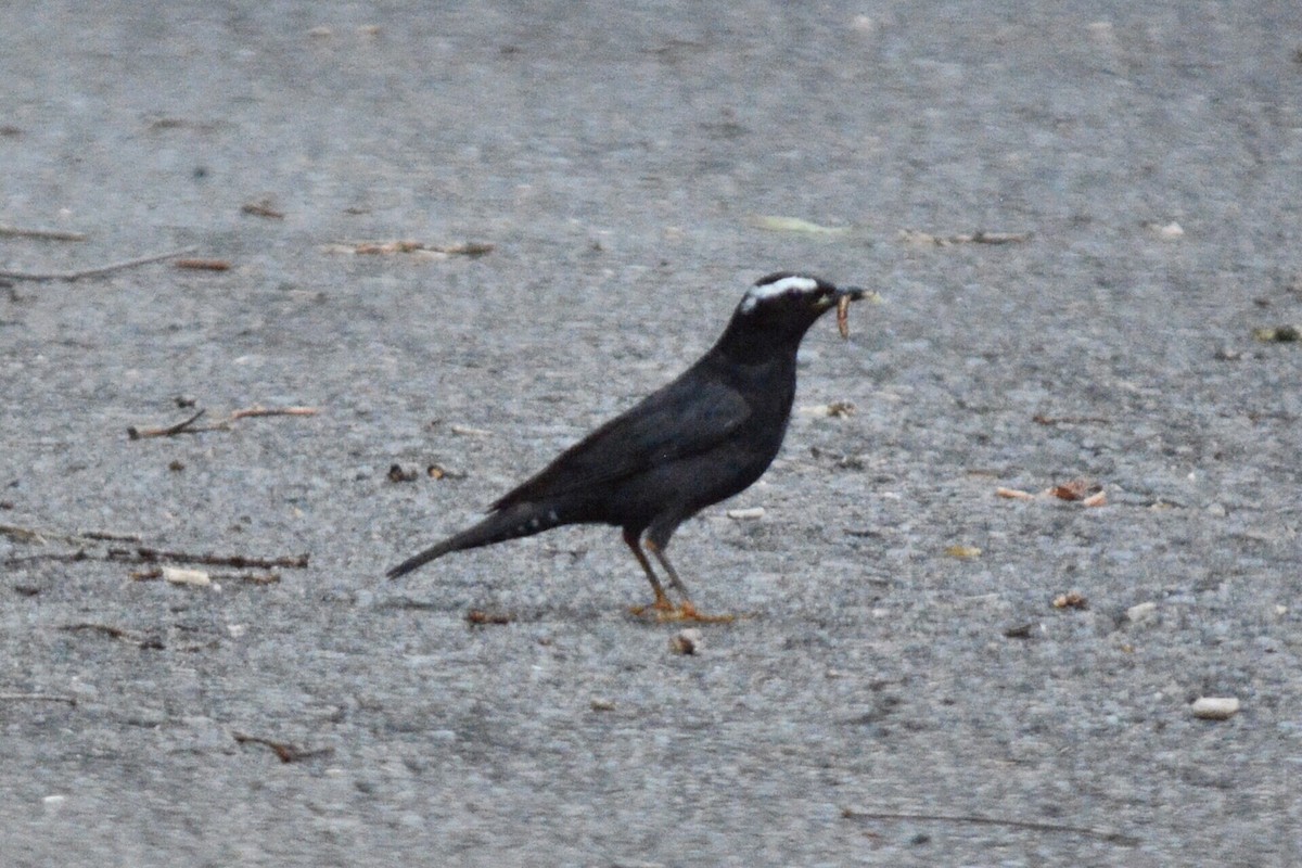 白眉地鶇 - ML637712544