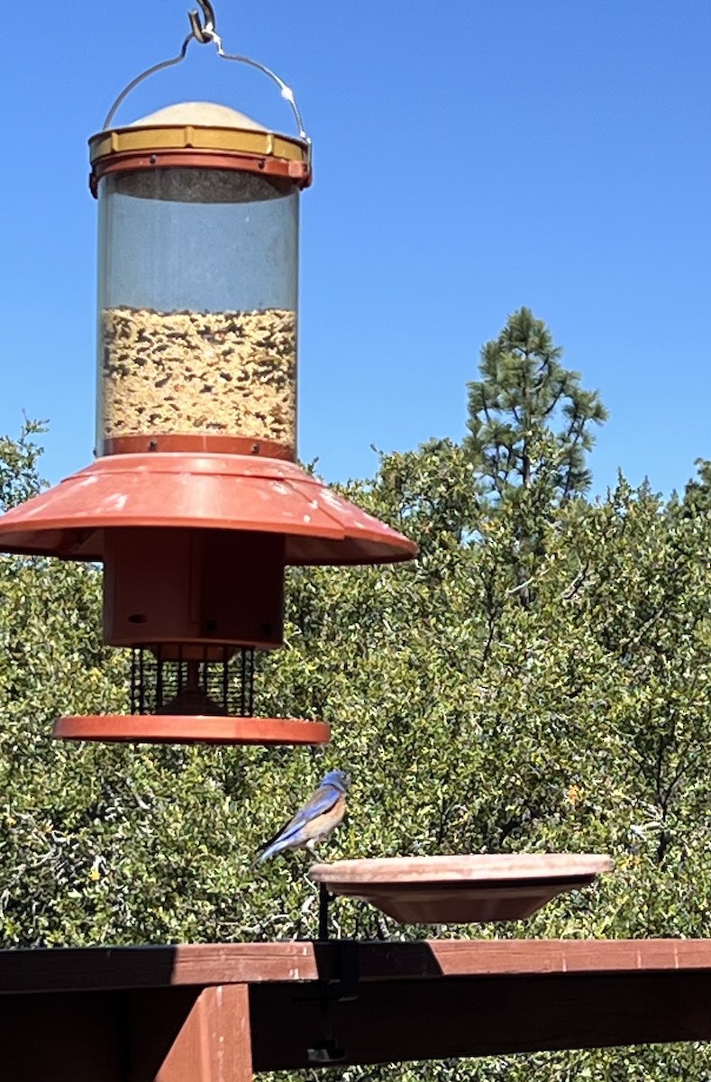 Western Bluebird - ML637712556