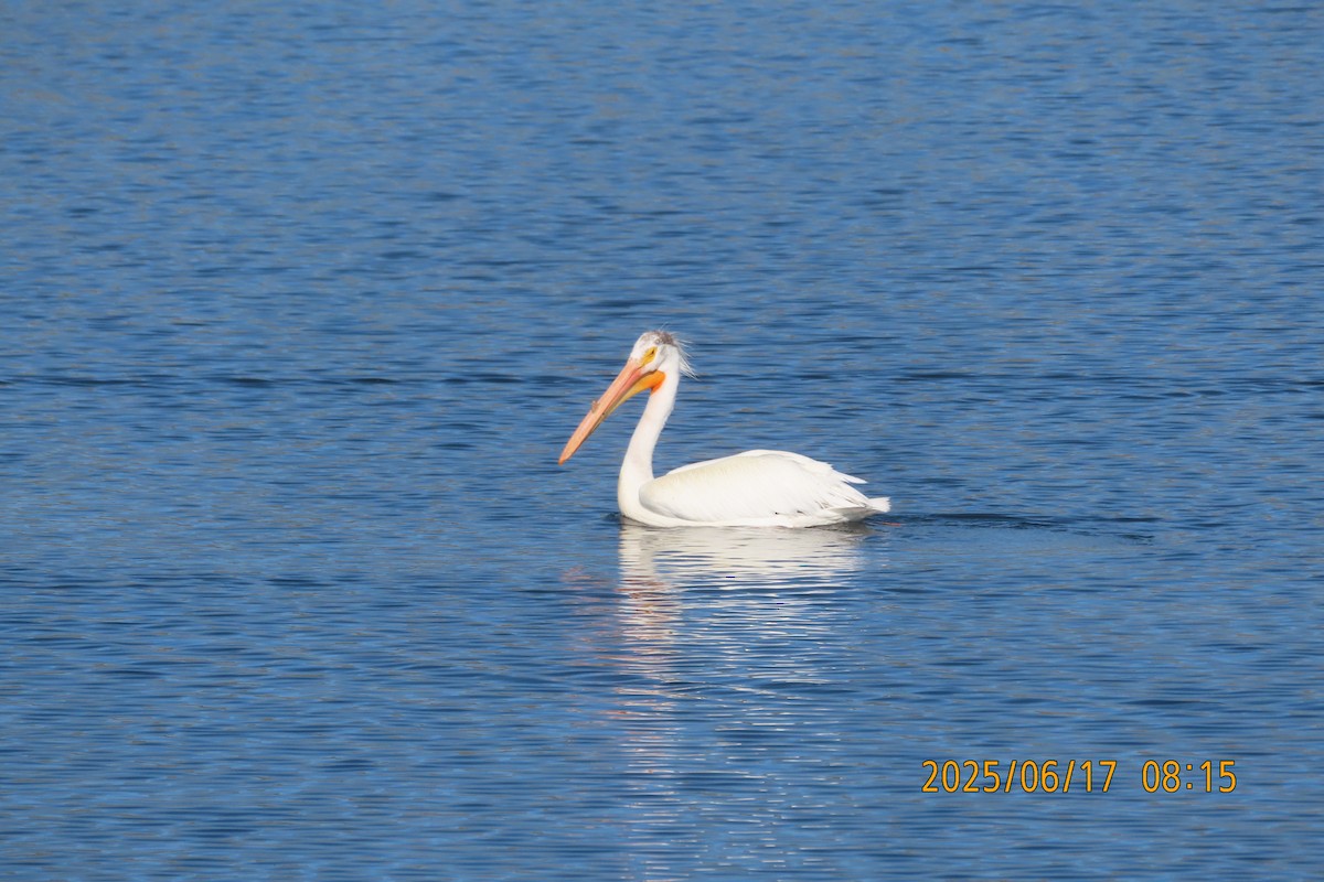 American White Pelican - ML637712568