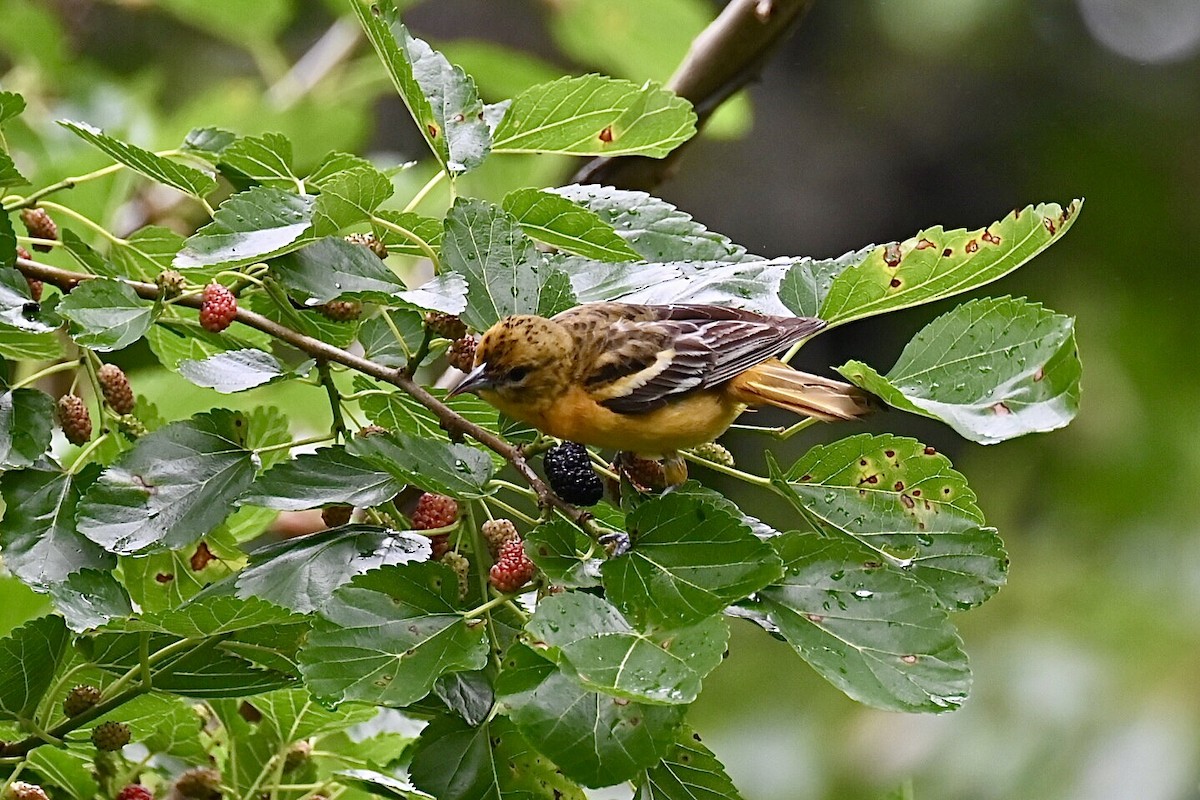 Baltimore Oriole - ML637712624