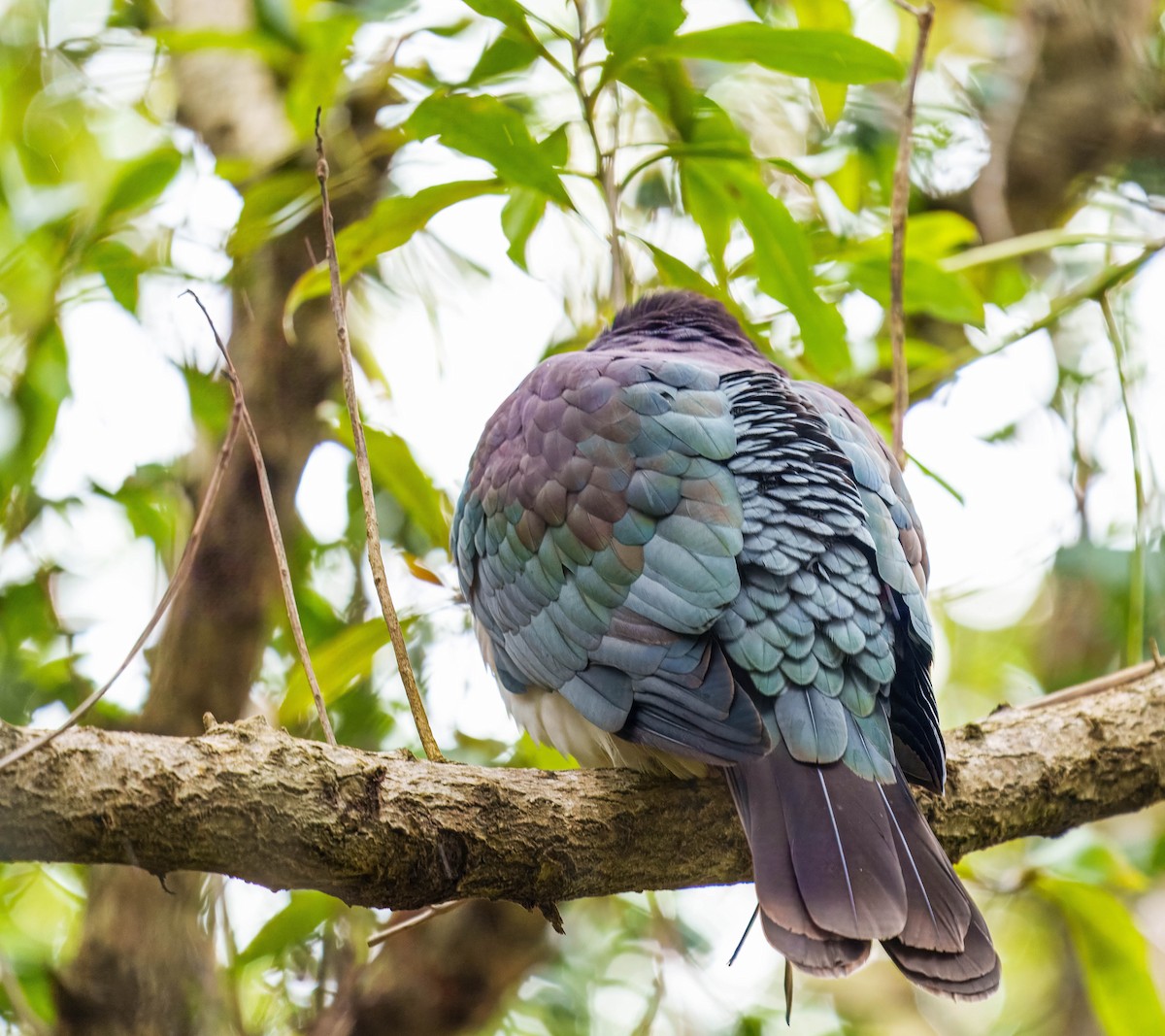 New Zealand Pigeon - ML637712629