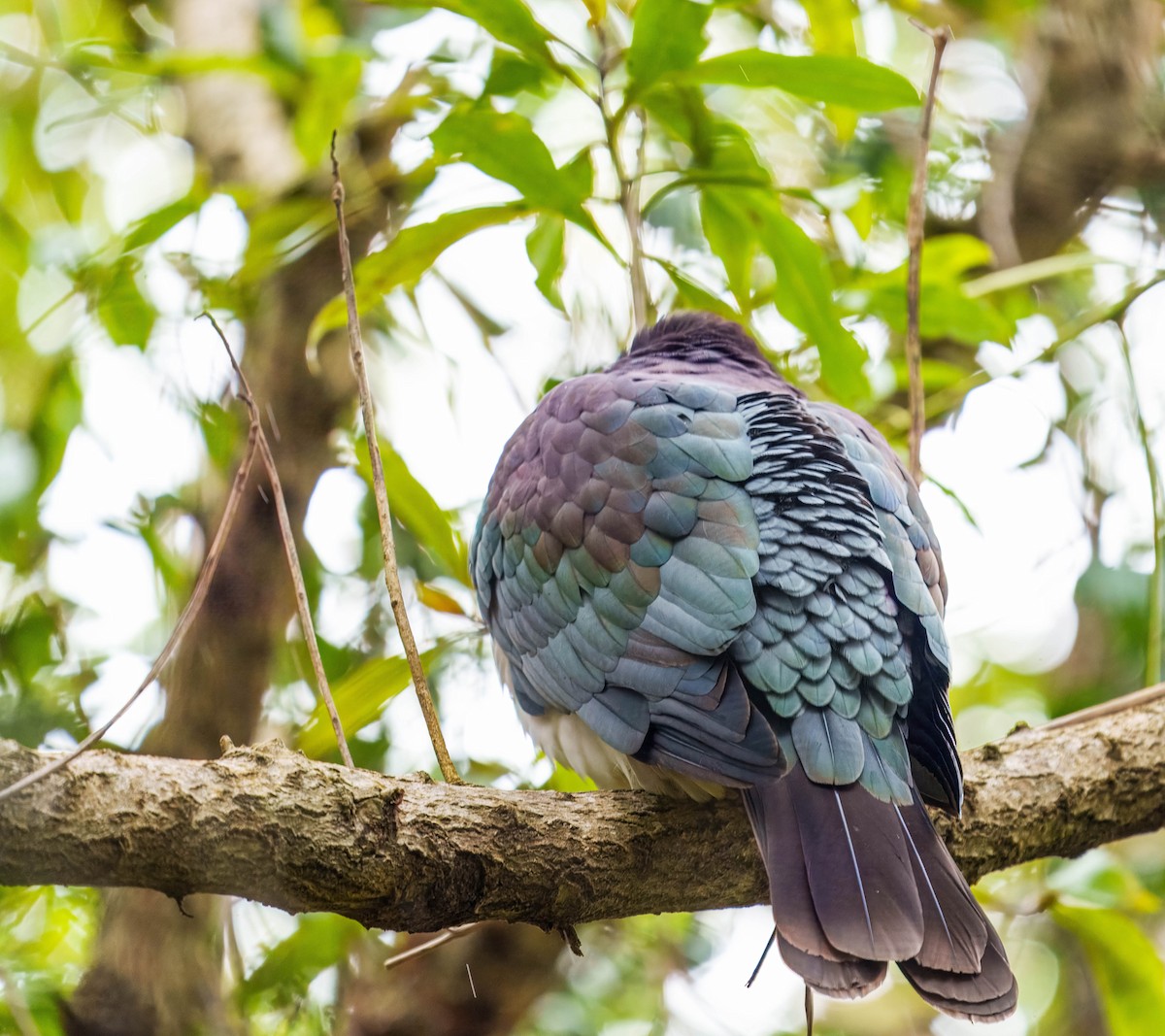 New Zealand Pigeon - ML637712630