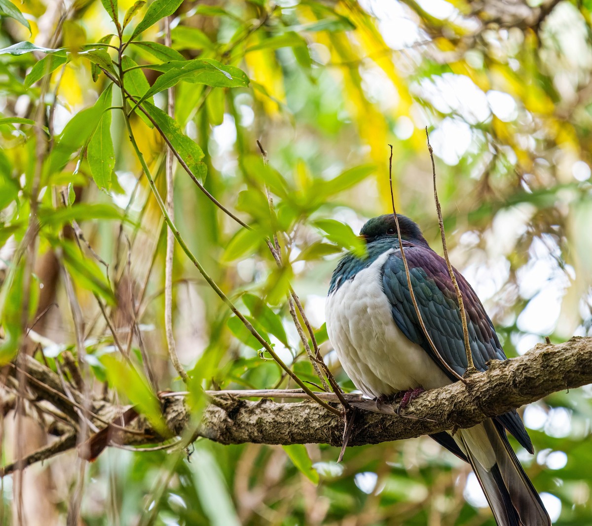 New Zealand Pigeon - ML637712631