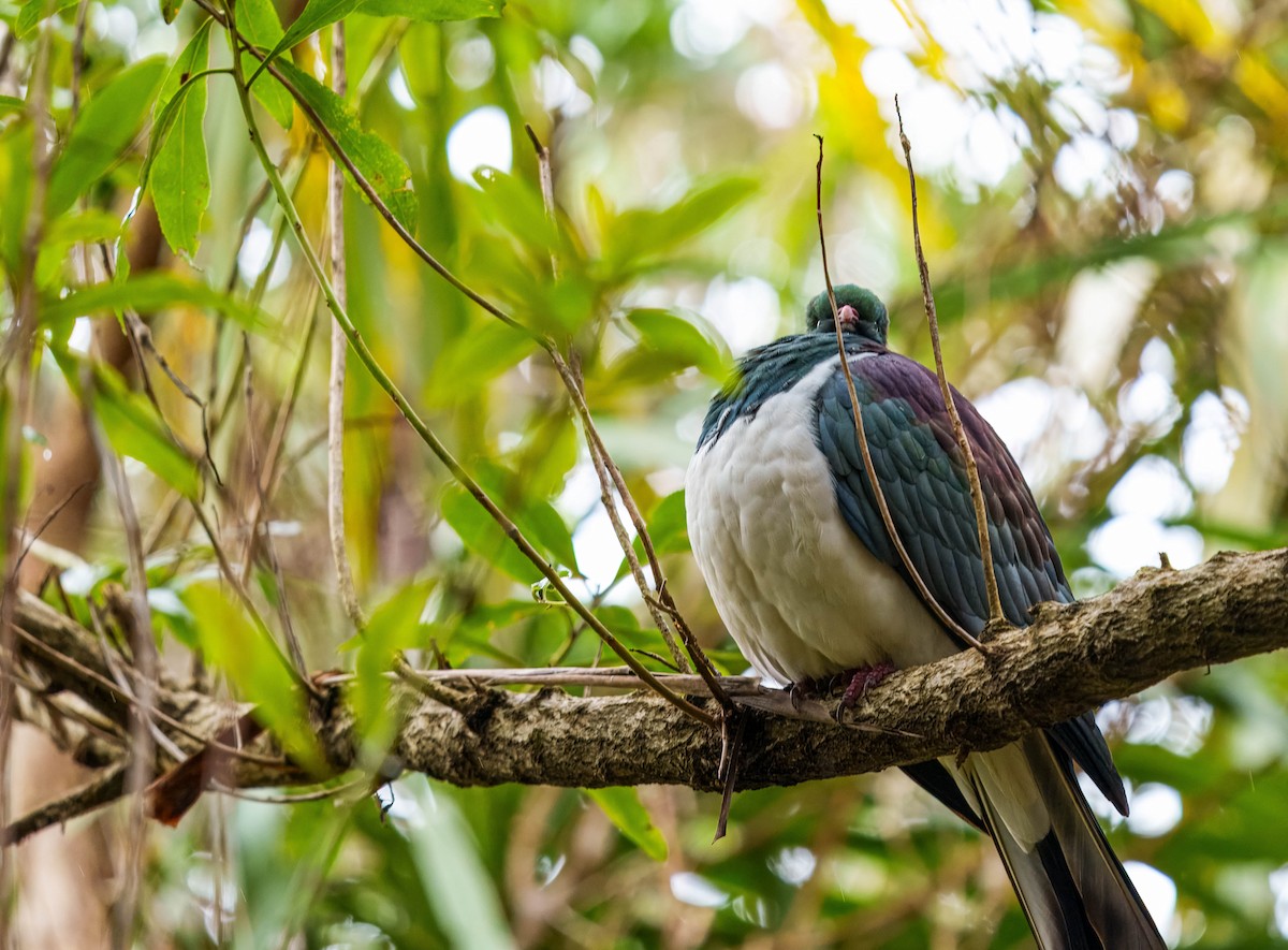 New Zealand Pigeon - ML637712633