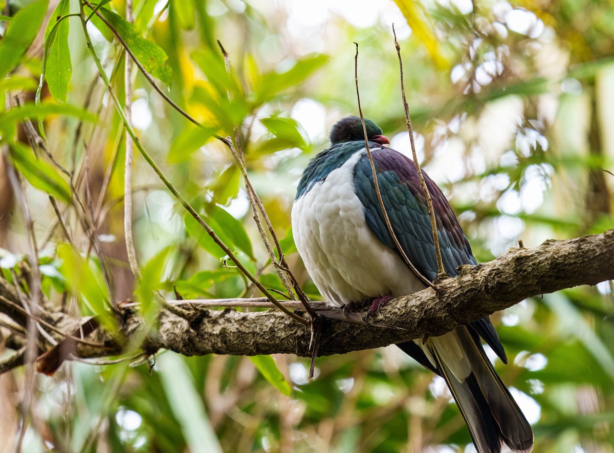 New Zealand Pigeon - ML637712637