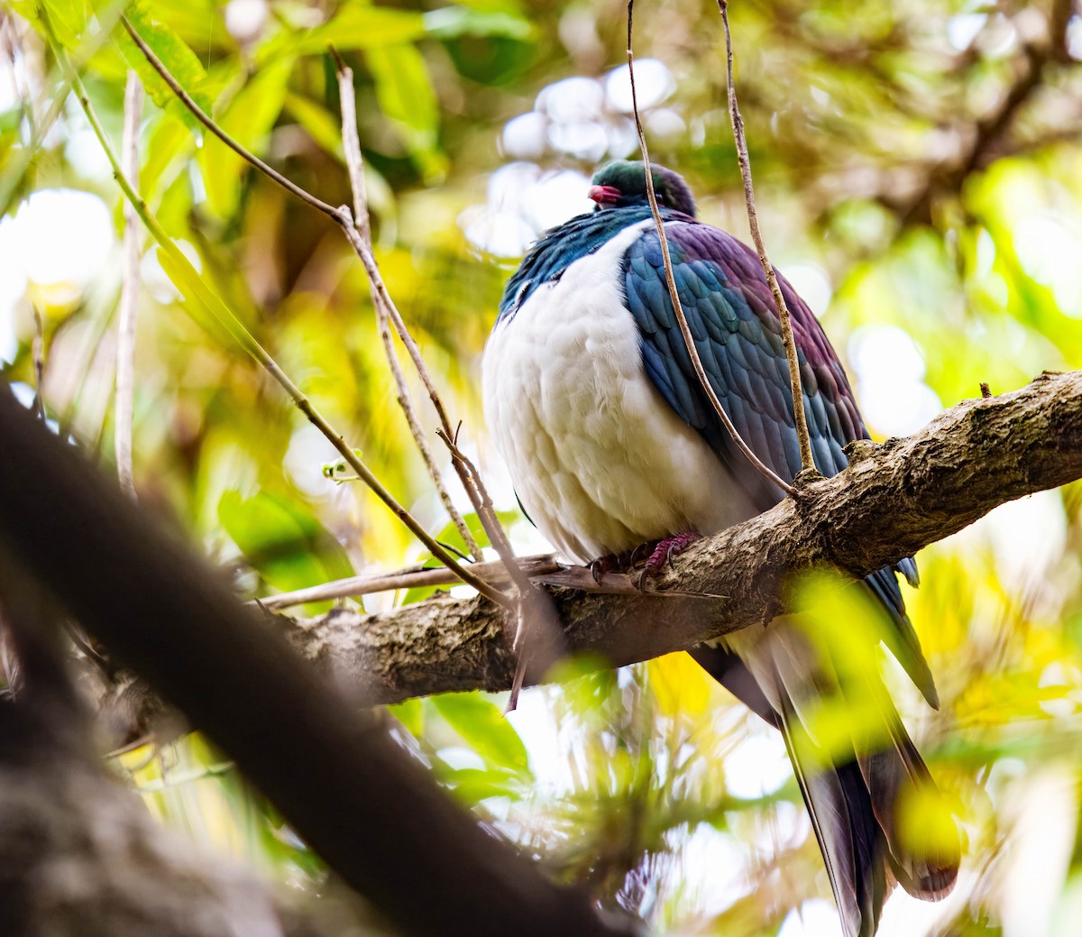 New Zealand Pigeon - ML637712640