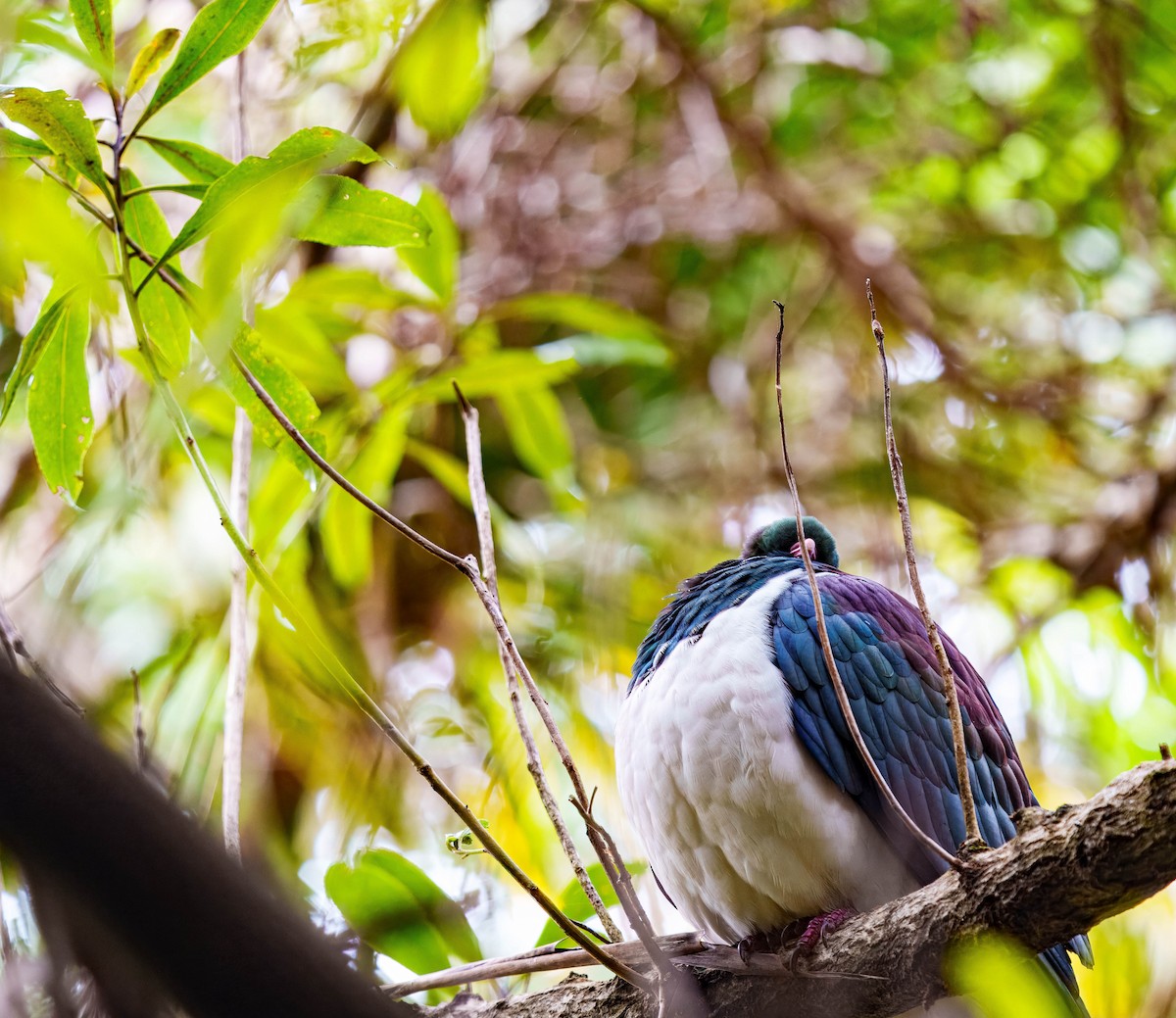New Zealand Pigeon - ML637712641