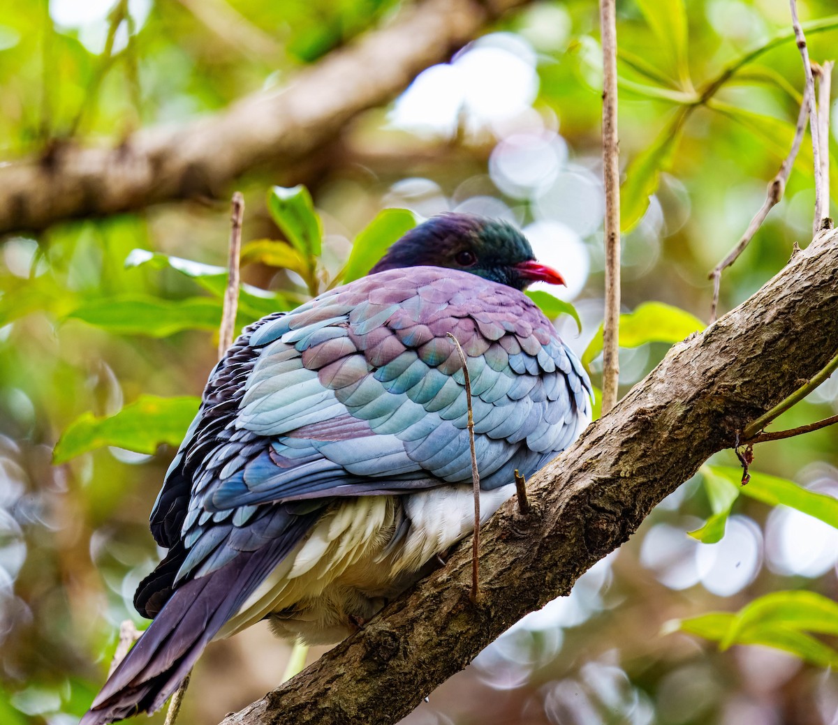 New Zealand Pigeon - ML637712643