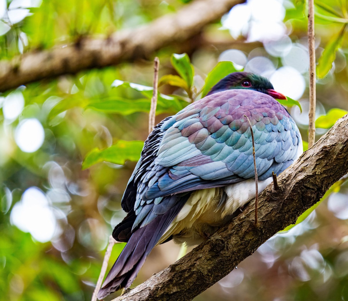 New Zealand Pigeon - ML637712644