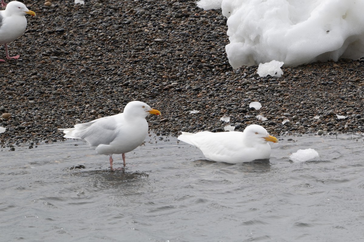 Glaucous Gull - ML637712685