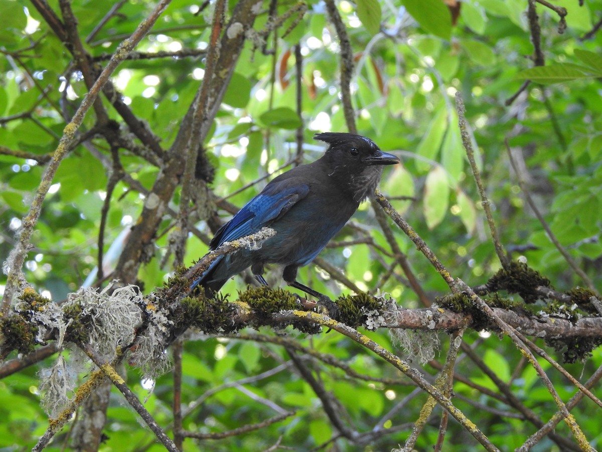 Steller's Jay - ML637712767
