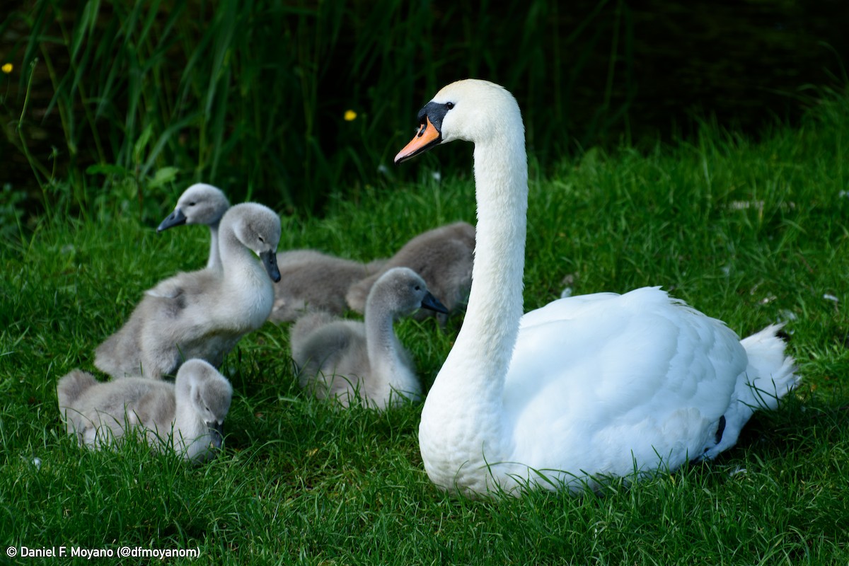 Mute Swan - ML637712870