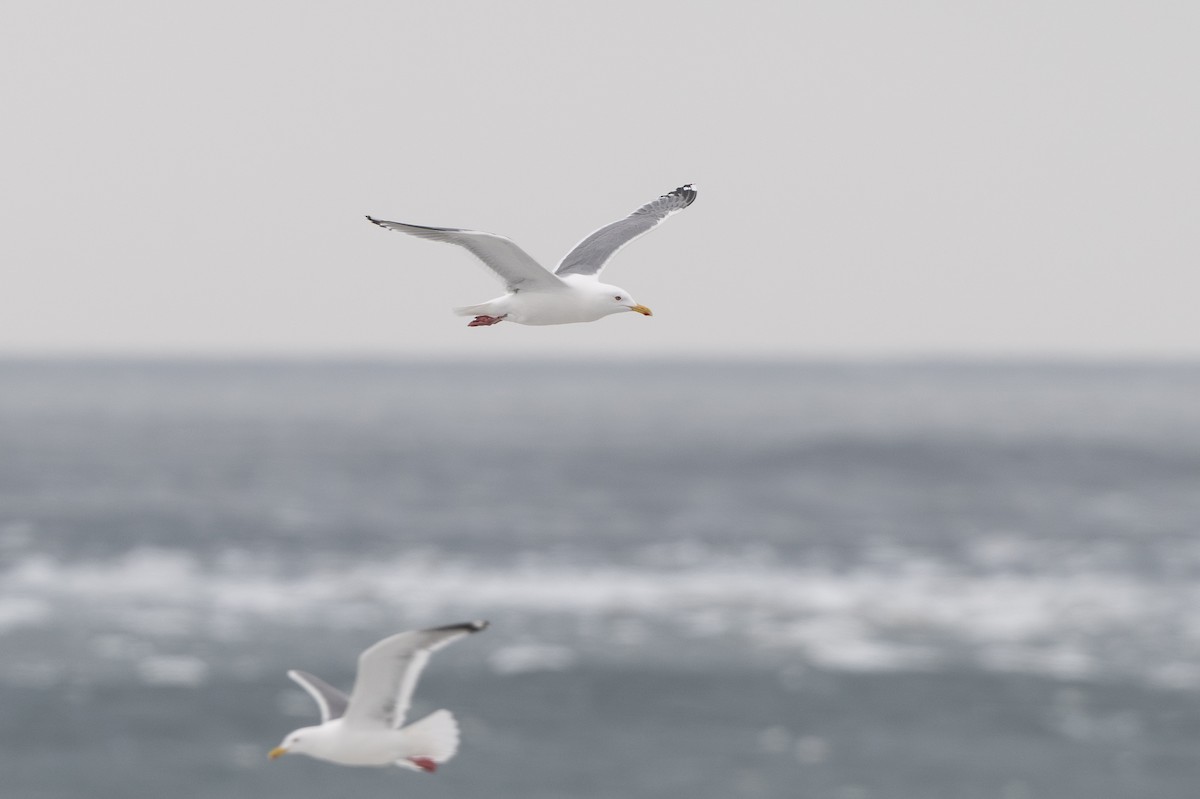 Vega Gull - ML637712888